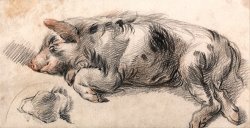 Sleeping Pig by James Ward