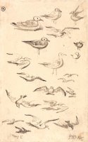 Studies of Gulls by James Ward