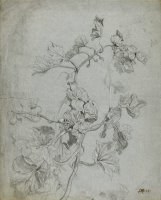 Study of a Climbing Plant (pumpkin Family) by James Ward