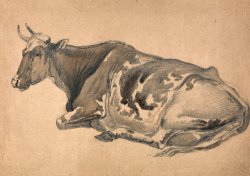 Study of a Cow by James Ward