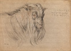 Study of The Head of a Ram by James Ward