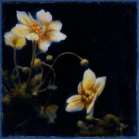Midsummer Night Bloom III by John Douglas