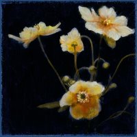 Midsummer Night Bloom Iv by John Douglas