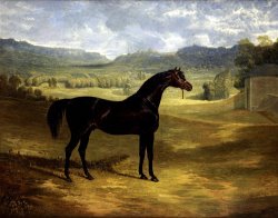 Jack Spigot, a Dark Bay Racehorse in a Paddock at Bolton Hall by John Frederick Herring