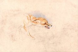 Study of a Crouching Fox, Facing Right by John Frederick Lewis