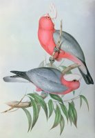 Birds Of Asia by John Gould