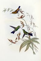 Family of Hummingbirds by John Gould