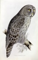 Great Cinereous Owl by John Gould