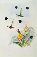 Hummingbird by John Gould