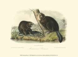 American Beaver by John James Audubon