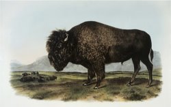American Bison Or Buffalo by John James Audubon