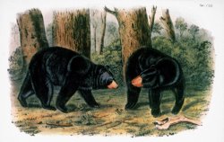 American Black Bear 1844 by John James Audubon