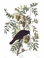 American Crow by John James Audubon