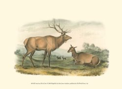 American Elk And Deer by John James Audubon