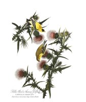 American Goldfinch by John James Audubon