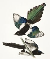 American Magpie by John James Audubon