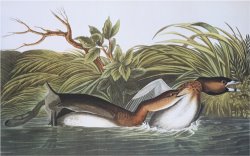 American Pied Bill Dobchick by John James Audubon