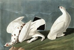 American Ptarmigan, Or White Tailed Grous by John James Audubon