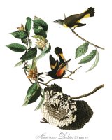 American Redstart by John James Audubon