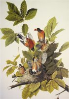 American Robin by John James Audubon