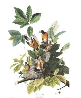 American Robin by John James Audubon