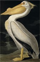 American White Pelican From Birds of America Engraved by Robert Havell by John James Audubon