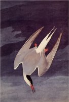 An Artic Tern 1833 by John James Audubon