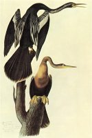 Anhinga by John James Audubon