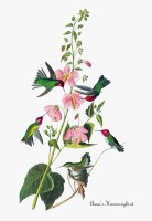 Anna S Hummingbird by John James Audubon