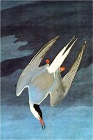 Arctic Tern by John James Audubon