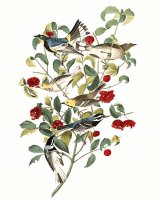 Audubon's Warbler, Hermit Warbler, Black Throated Gray Warbler by John James Audubon