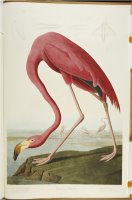 Audubon American Flamingo From The Birds of America by John James Audubon