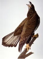 Audubon Bald Eagle by John James Audubon
