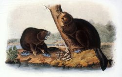 Audubon Beaver 1846 by John James Audubon