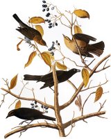 Audubon Blackbird 1827 by John James Audubon