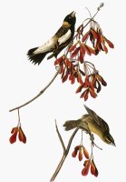 Audubon Bobolink by John James Audubon