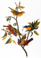 Audubon Bunting 1827 by John James Audubon