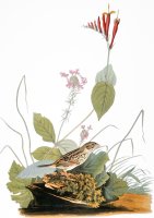 Audubon Bunting by John James Audubon