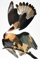 Audubon Caracara 1827 38 by John James Audubon
