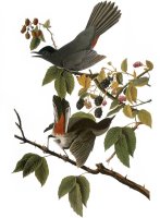 Audubon Catbird 1827 38 by John James Audubon