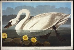 Audubon Common American Swan Whistling Swan by John James Audubon