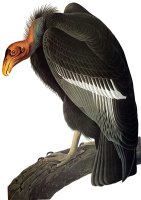Audubon Condor by John James Audubon