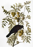 Audubon Crow by John James Audubon