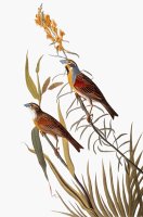 Audubon Dickcissel by John James Audubon