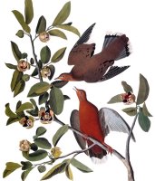 Audubon Dove 1827 38 by John James Audubon