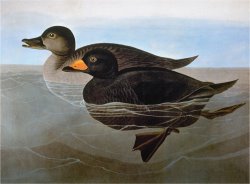 Audubon Duck 1827 by John James Audubon