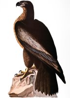 Audubon Eagle by John James Audubon