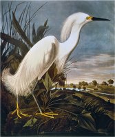 Audubon Egret by John James Audubon