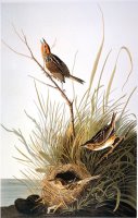 Audubon Finch by John James Audubon