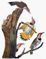 Audubon Flicker by John James Audubon